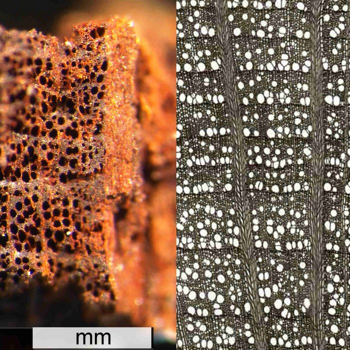 Abbildung 7: Gegenüberstellung des Querbruchs der Probe mit einer Durchlichtaufnahme der Rotbuche (Fagus sylvatica L.). © http://www-wsl-ch.njmu.s5.bt8.net/land/products/dendro/species.php?code=FASY (27.01.2022).