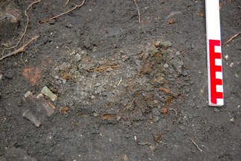Abbildung 1: Stendal (Landkreis Stendal). Einstiger Friedhof der Marienkirche auf dem heutigen Winckelmannplatz. Stark vergangenes Säuglingsskelett, Kopf (links neben dem Maßstab) mit Totenkronenfragmenten aus feinen Eisen- und Kupferschmuckdrähten. © Landesamt für Denkmalpflege und Archäologie Sachsen-Anhalt, R. Wegener. 