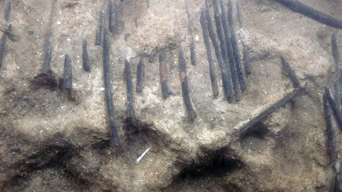 Abbildung 9: Detailaufnahme des Fischzauns. Am Stammende ausgerissene Haselruten. © Landesamt für Denkmalpflege und Archäologie Sachsen-Anhalt, Harald Lübke. 