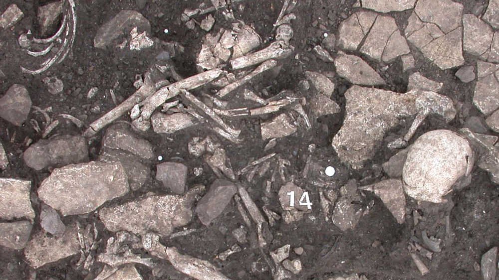Abbildung 8: Planum mit freipräparierten Knochen und Skelettteilen. In der unteren Bildhälfte ist der große Oberschenkelknochen mit komplizierter, aber verheilter Fraktur in situ erkennbar. © Landesamt für Denkmalpflege und Archäologie Sachsen-Anhalt.