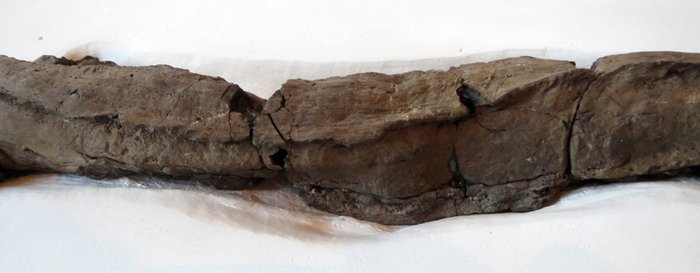 Abbildung 8: Sehr gut lassen sich die Kanten der Bretter erkennen, die mit dem Klebstoff überfangen wurden. © Landesamt für Denkmalpflege und Archäologie Sachsen-Anhalt, Maral Schumann.