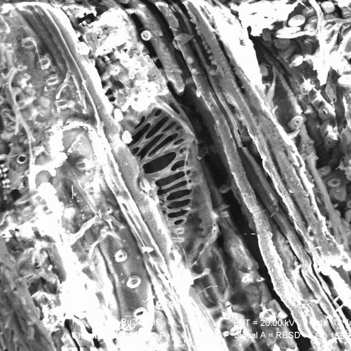 Abbildung 6: Elektronenrastermikroskop-Aufnahme des Radialbruchs, Gefäßdurchbrechungen in scalariform. © Landesamt für Denkmalpflege und Archäologie Sachsen-Anhalt, Heiko Breuer.